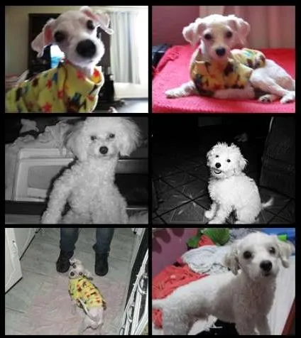 Cachorro ra a Poodle idade 1 ano nome Noah