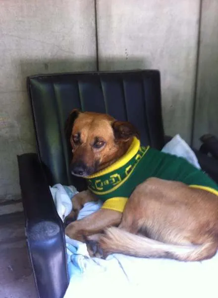 Cachorro ra a RSD idade 3 anos nome Chico
