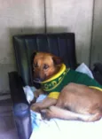 Chico