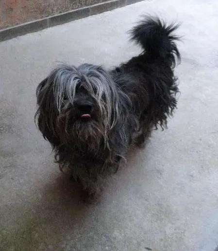 Cachorro raça vira lata  idade 3 anos nome chumbinho