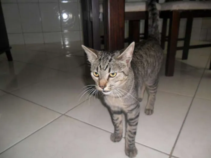 Gato ra a VIRALATA idade 2 anos nome NOAH