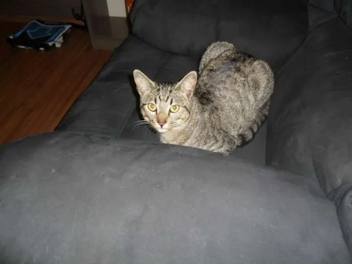 Gato ra a VIRALATA idade 2 anos nome NOAH