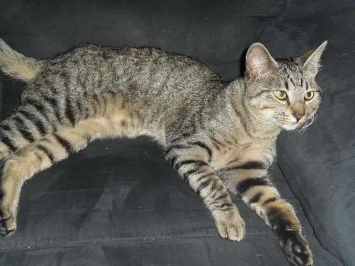 Gato ra a VIRALATA idade 2 anos nome NOAH