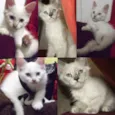 BB