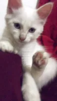 BB