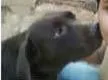 Cachorro ra a Labrador idade 5 anos nome Choko