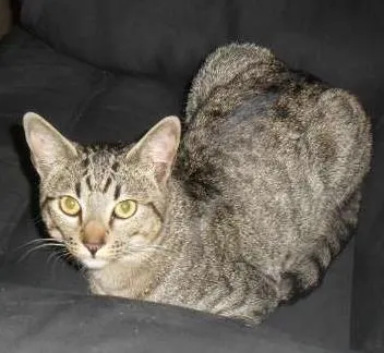 Gato ra a VIRALATA idade 2 anos nome NOAH