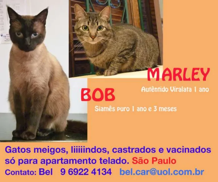 Cachorro ra a SRD idade  nome Bob e Marley
