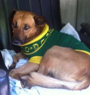 Cachorro raça RSD idade 3 anos nome Chico