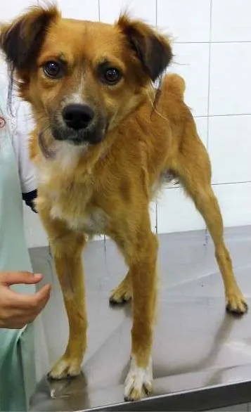 Cachorro ra a SRD idade 2 anos nome ERICK