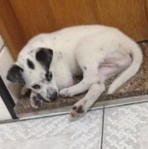 Cachorro ra a SRD idade 2 a 6 meses nome Doki