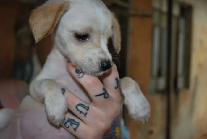 Cachorro ra a SRD idade 2 a 6 meses nome Lola