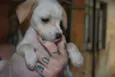 Lola