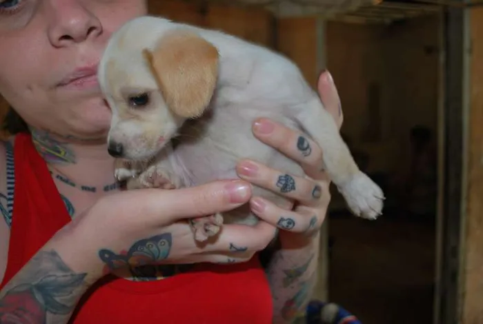 Cachorro ra a SRD idade 2 a 6 meses nome Lola