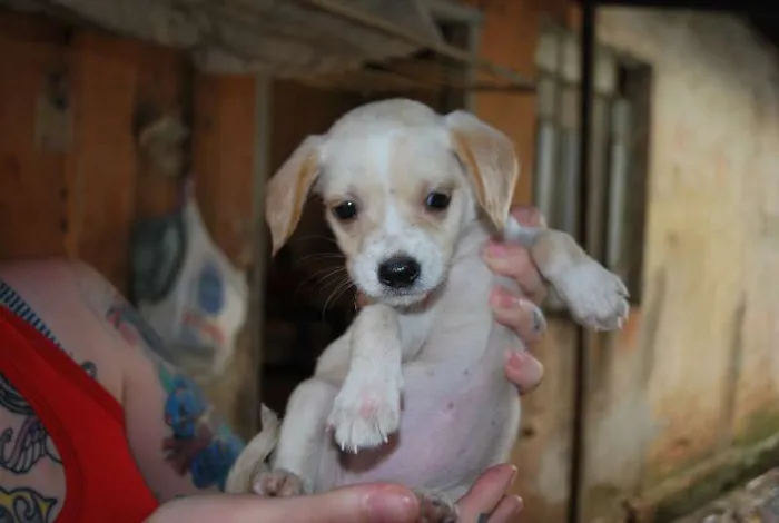 Cachorro ra a SRD idade 2 a 6 meses nome Lola