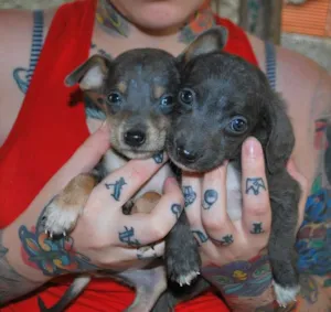 Cachorro raça SRD idade 2 a 6 meses nome Sem nome