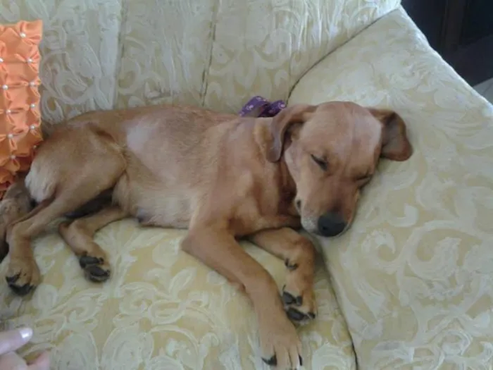 Cachorro ra a SRD idade Abaixo de 2 meses nome vários