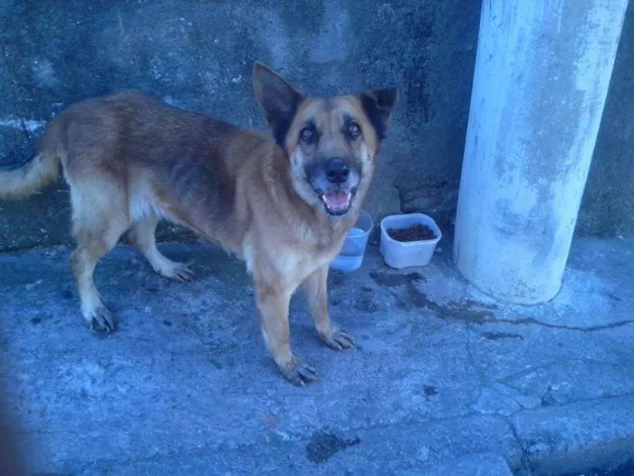 Cachorro ra a mestiço idade 4 anos nome Nina