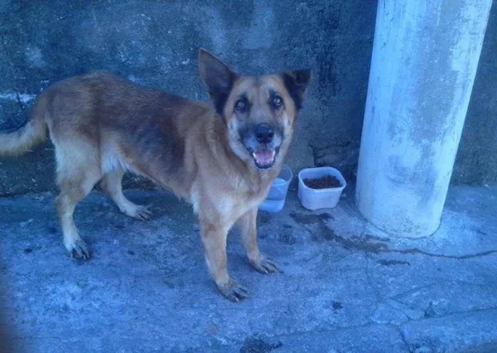 Cachorro ra a mestiço idade 4 anos nome Nina