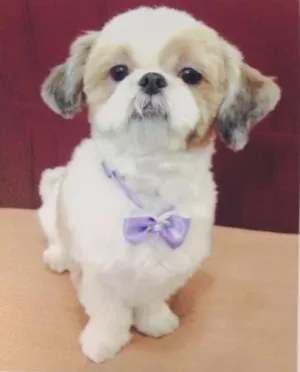 Cachorro raça Shitsu idade 3 anos nome Belinha GRATIFICA