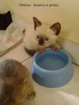 Gatinhos