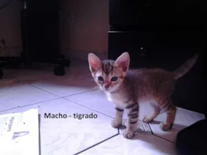 Gato raça indefinidas idade Abaixo de 2 meses nome Gatinhos
