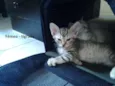 Gatinhos