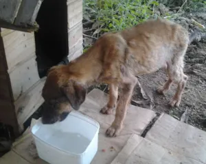 Cachorro raça Vira Lata idade 7 a 11 meses nome Magrela