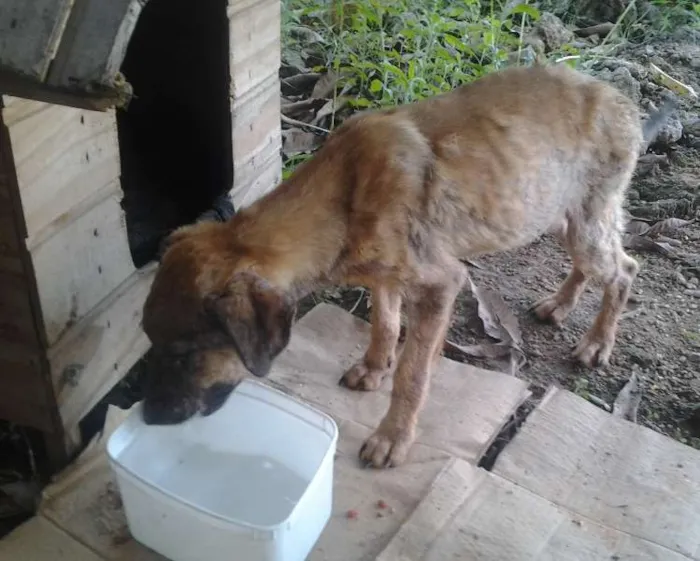 Cachorro raça Vira Lata idade 7 a 11 meses nome Magrela