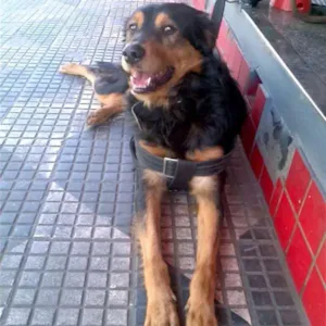 Cachorro raça SRD idade  nome Sansão