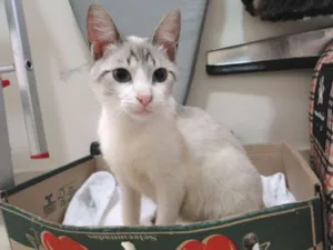 Gato raça SRD idade 2 a 6 meses nome Teco