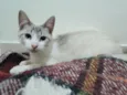 Teco