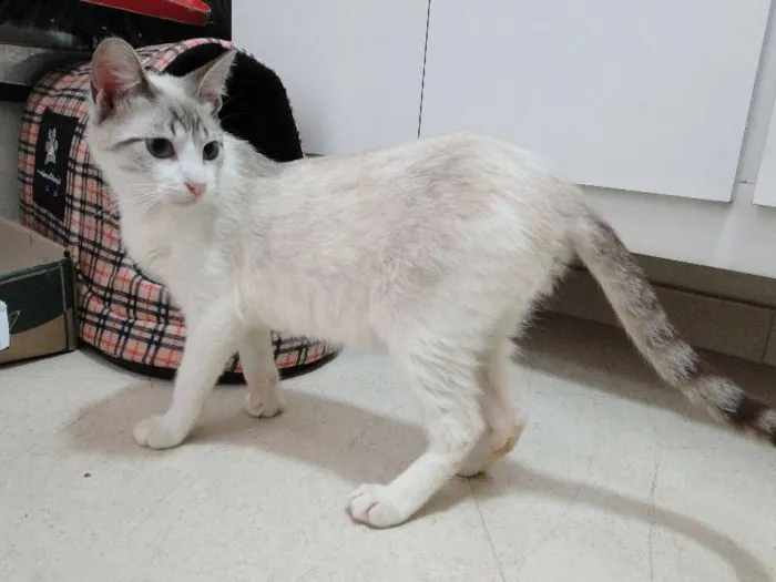 Gato ra a SRD idade 2 a 6 meses nome Teco