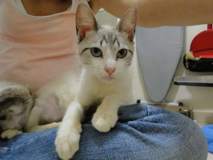 Gato ra a SRD idade 2 a 6 meses nome Teco