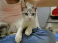 Teco