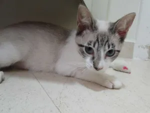 Gato raça SRD idade 2 a 6 meses nome Tuco