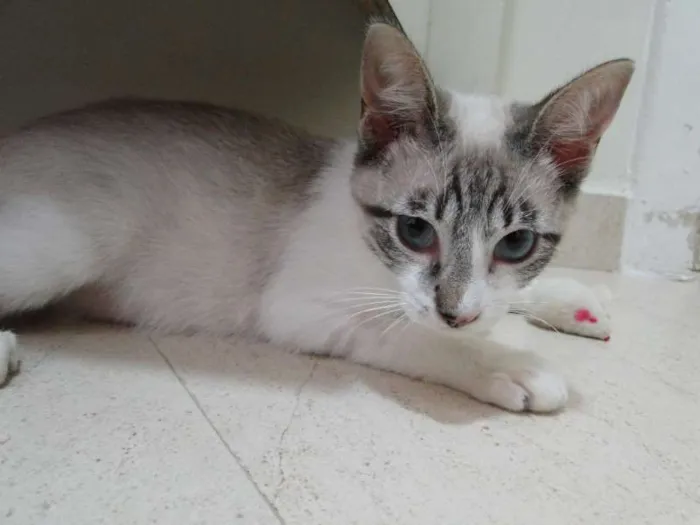 Gato ra a SRD idade 2 a 6 meses nome Tuco
