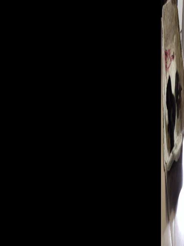 Gato ra a Sem raça idade Abaixo de 2 meses nome Sem nome ainda