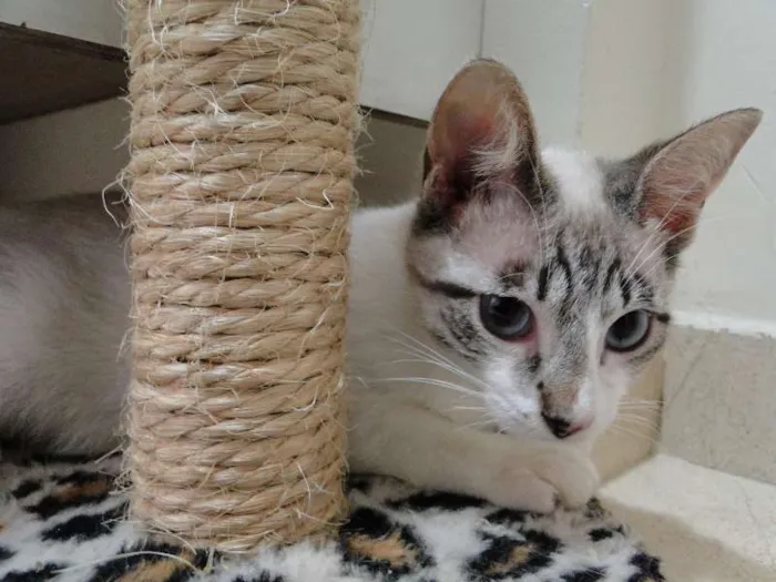 Gato ra a SRD idade 2 a 6 meses nome Tuco