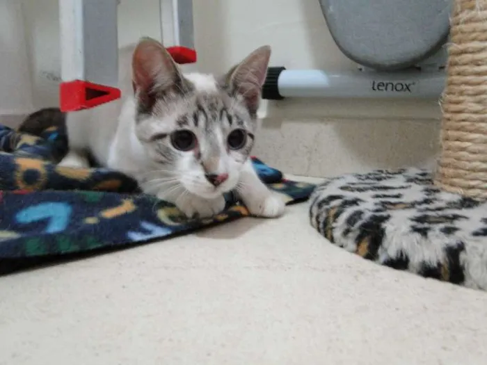 Gato ra a SRD idade 2 a 6 meses nome Tuco