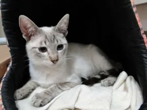 Gato raça SRD idade 2 a 6 meses nome Tico