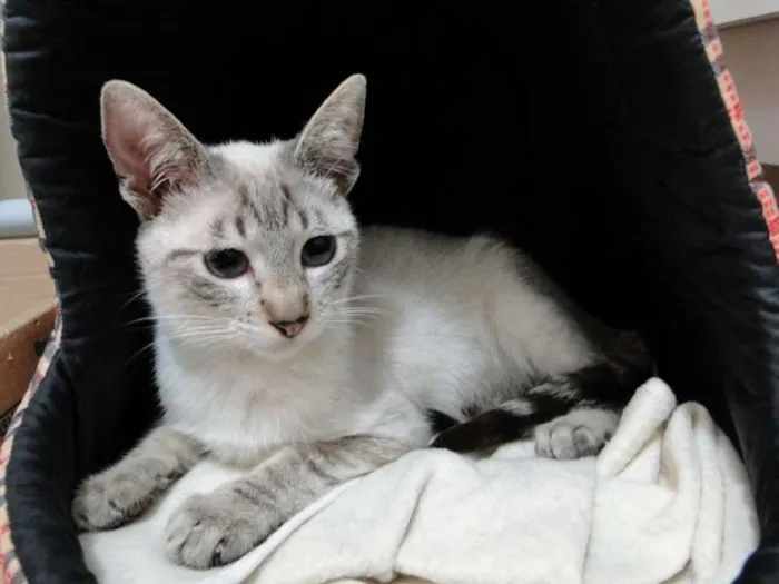 Gato ra a SRD idade 2 a 6 meses nome Tico