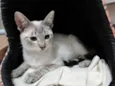 Tico