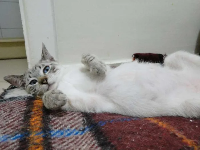 Gato ra a SRD idade 2 a 6 meses nome Tico