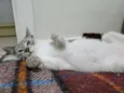 Tico