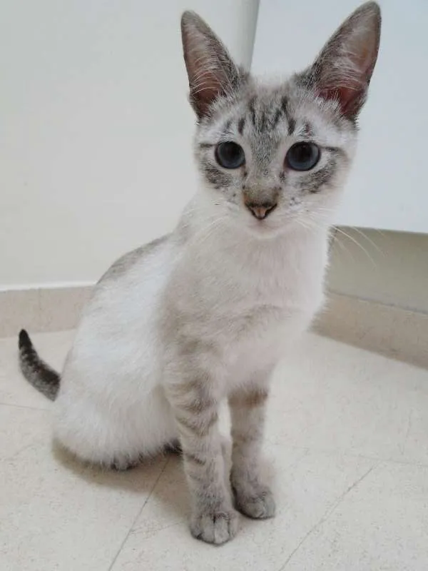 Gato ra a SRD idade 2 a 6 meses nome Tico