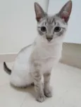 Tico