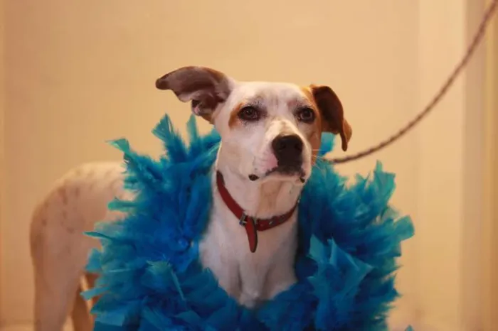 Cachorro raça SRD idade 1 ano nome FALCÃO