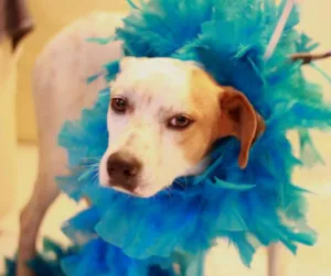 Cachorro raça SRD idade 1 ano nome FALCÃO