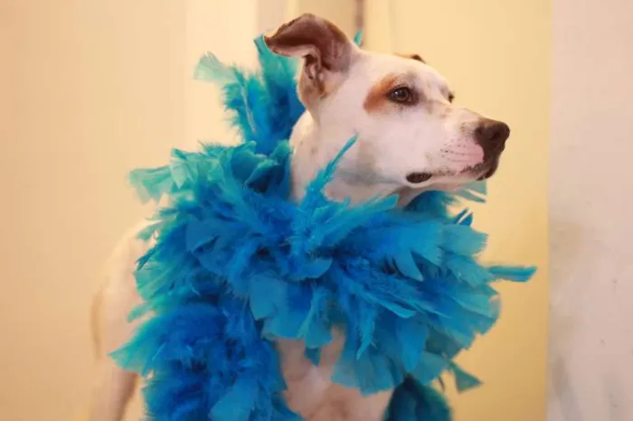 Cachorro raça SRD idade 1 ano nome FALCÃO